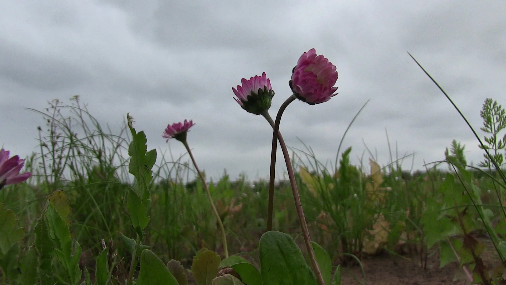 Wildflower Matting detail